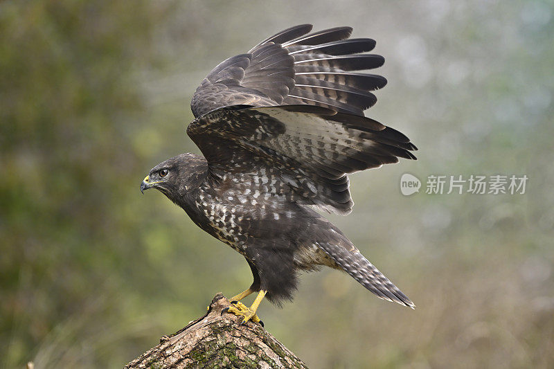 欧亚秃鹰(Buteo Buteo)